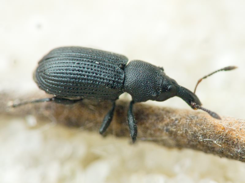 Magdalis (Odontomagdalis) armigera (Geoffroy, 1785)